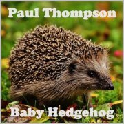 Paul Thompson - BABY HEDGEHOG (2024) Hi-Res