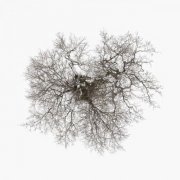 John Metcalfe - Tree (2023) [Hi-Res]