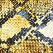 The Amazing Snakeheads - Amphetamine Ballads (2014) [Hi-Res]